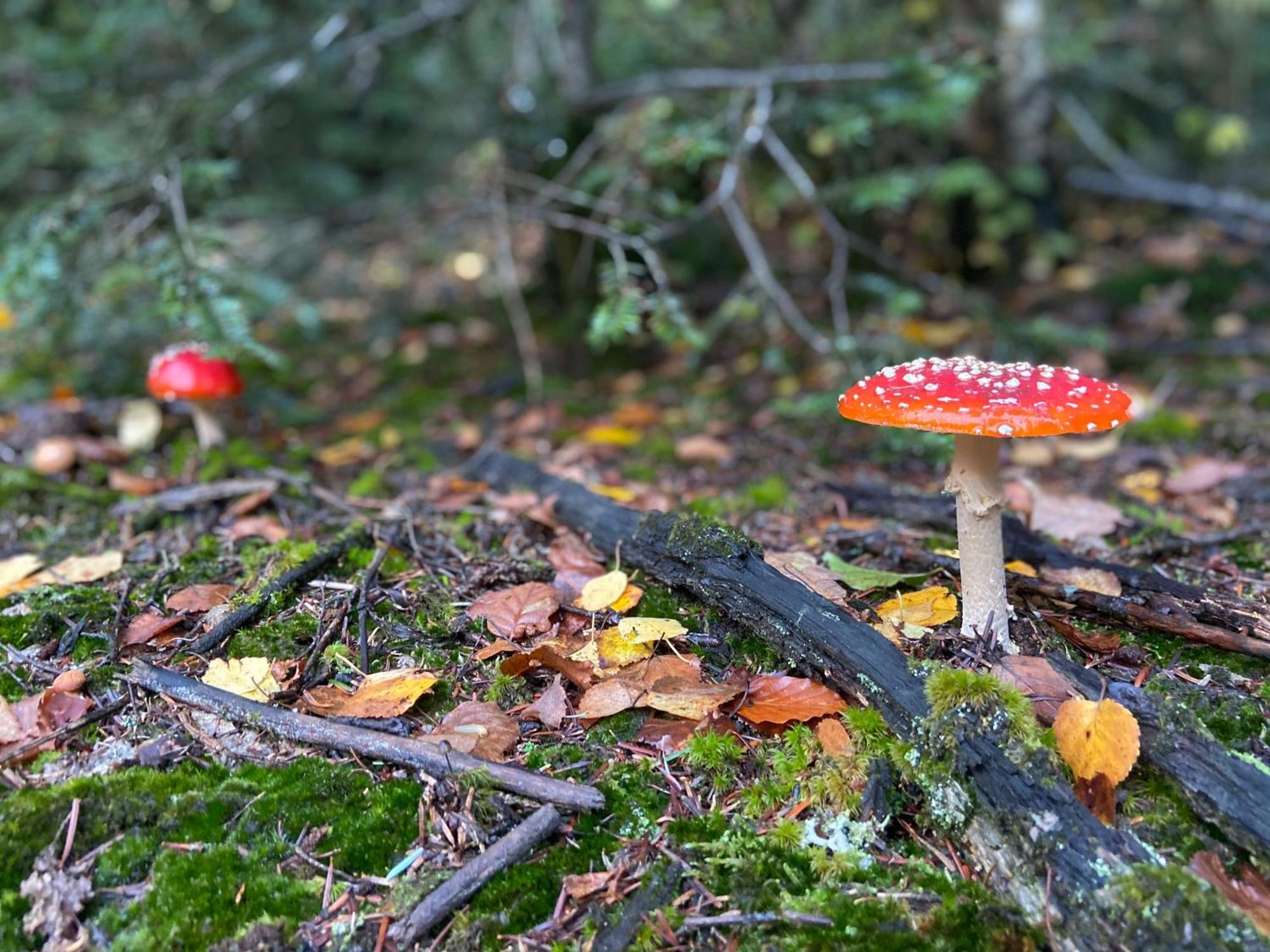Morvan La Pastourelle Quarré-les-Tombes Buitenkant foto